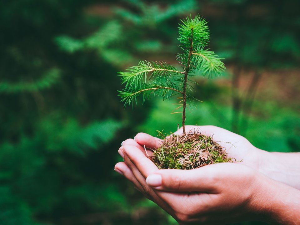 Female hand holding sprout wilde pine tree in nature green forest. Earth Day save environment concept. Growing seedling forester planting